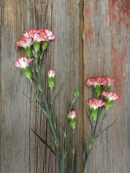 MINUETTO BI-COLOR RED/WHITE MINI CARNATIONS